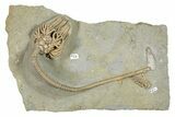 Fossil Crinoids and Horn Coral - Crawfordsville, Indiana #296788-1